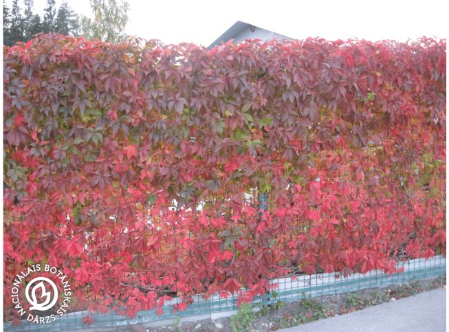 Parthenocissus quinquefolia